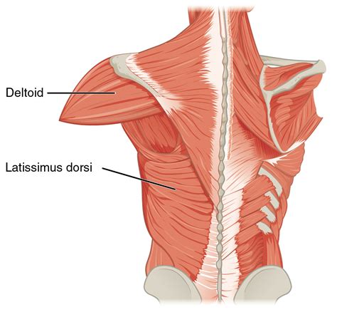 pectoralis major lappen|4.2.2 Musculus